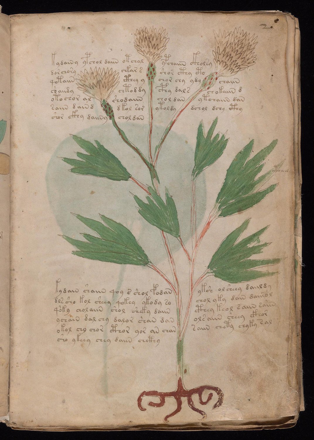 Herbal Page 3